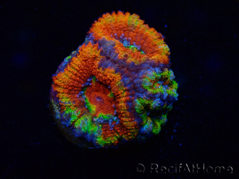 WYSIWYG Micromussa lordhowensis (ehemals Acanthastrea) 6I5