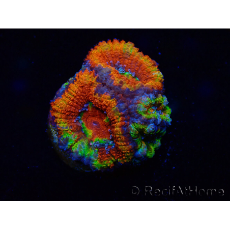 WYSIWYG Micromussa lordhowensis (ex Acanthastrea) 6I5