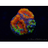 WYSIWYG Micromussa lordhowensis (ex Acanthastrea) 6I5