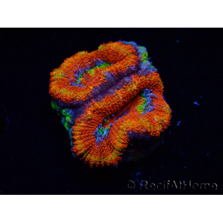 WYSIWYG Micromussa lordhowensis (anteriormente Acanthastrea) 6I6