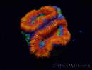 WYSIWYG Micromussa lordhowensis (ehemals Acanthastrea) 6I6