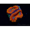 WYSIWYG Micromussa lordhowensis (formerly Acanthastrea) 6I6