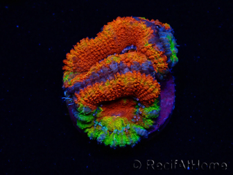 WYSIWYG Micromussa lordhowensis (ex Acanthastrea) 6I7