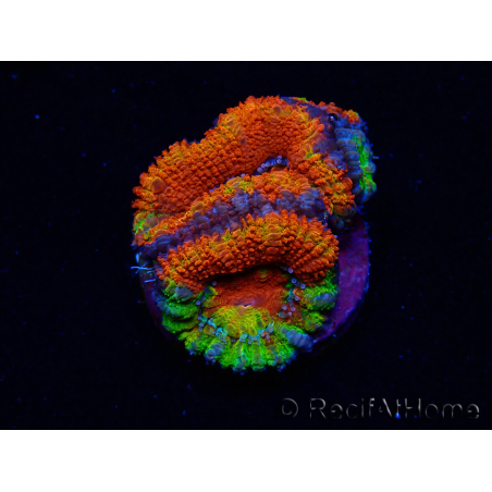 WYSIWYG Micromussa lordhowensis (ex Acanthastrea) 6I7