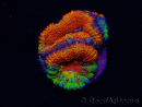 Micromussa lordhowensis WYSIWYG (antes Acanthastrea) 6I7