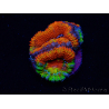 Micromussa lordhowensis WYSIWYG (antes Acanthastrea) 6I7