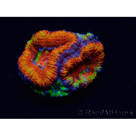 WYSIWYG Micromussa lordhowensis (ex Acanthastrea) 6I8