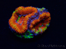 WYSIWYG Micromussa lordhowensis (formerly Acanthastrea) 6I8