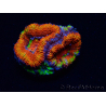 WYSIWYG Micromussa lordhowensis (antes Acanthastrea) 6I8