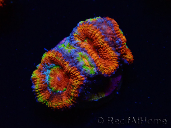 WYSIWYG Micromussa lordhowensis (ex Acanthastrea) 6K