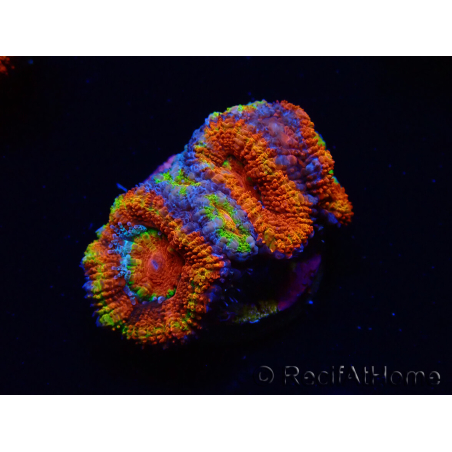 WYSIWYG Micromussa lordhowensis (antes Acanthastrea) 6K