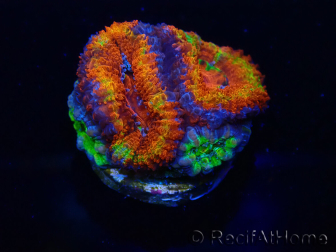 WYSIWYG Micromussa lordhowensis (formerly Acanthastrea) 6K
