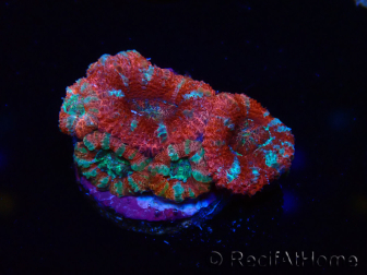 WYSIWYG Micromussa lordhowensis (ehemals Acanthastrea) 6J1