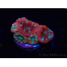 WYSIWYG Micromussa lordhowensis (ex Acanthastrea) 6J1