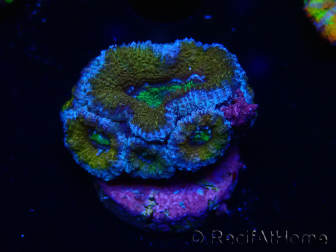 WYSIWYG Micromussa lordhowensis (ex Acanthastrea) 6J2