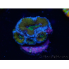 WYSIWYG Micromussa lordhowensis (ehemals Acanthastrea) 6J2