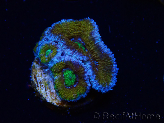WYSIWYG Micromussa lordhowensis (ehemals Acanthastrea) 6J3