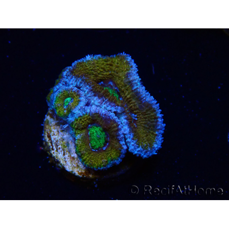 WYSIWYG Micromussa lordhowensis (formerly Acanthastrea) 6J3