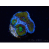 WYSIWYG Micromussa lordhowensis (ex Acanthastrea) 6J3