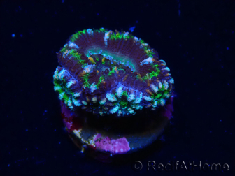 WYSIWYG Micromussa lordhowensis (ex Acanthastrea) 6J4