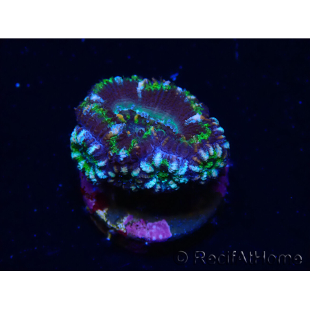 WYSIWYG Micromussa lordhowensis (ex Acanthastrea) 6J4