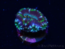 WYSIWYG Micromussa lordhowensis (ex Acanthastrea) 6J4