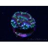 WYSIWYG Micromussa lordhowensis (ex Acanthastrea) 6J4