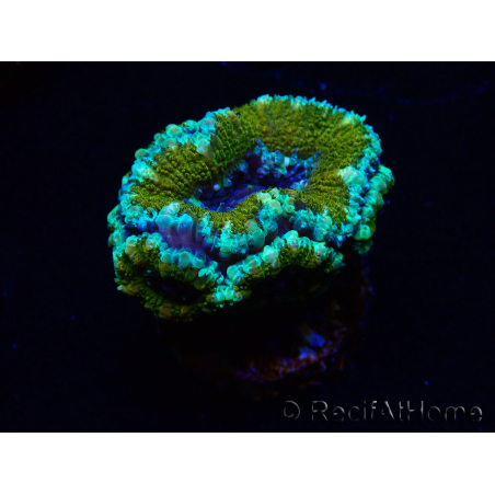 WYSIWYG Micromussa lordhowensis (ehemals Acanthastrea)