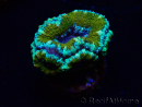WYSIWYG Micromussa lordhowensis (ehemals Acanthastrea)