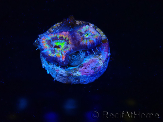 WYSIWYG Micromussa lordhowensis (ex Acanthastrea)