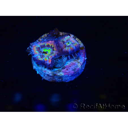 WYSIWYG Micromussa lordhowensis (ehemals Acanthastrea)