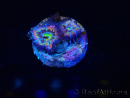 WYSIWYG Micromussa lordhowensis (antes Acanthastrea)