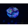 WYSIWYG Micromussa lordhowensis (ehemals Acanthastrea)