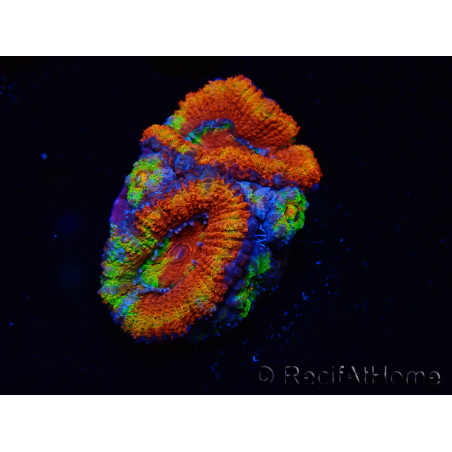 WYSIWYG Micromussa lordhowensis (formerly Acanthastrea)