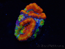 WYSIWYG Micromussa lordhowensis (ehemals Acanthastrea)