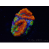 WYSIWYG Micromussa lordhowensis (formerly Acanthastrea)
