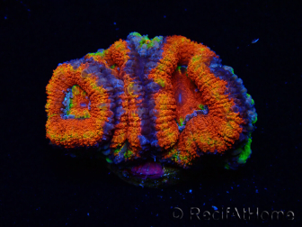 WYSIWYG Micromussa lordhowensis (ex Acanthastrea) 6J8