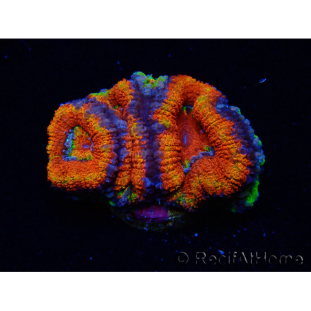 WYSIWYG Micromussa lordhowensis (formerly Acanthastrea)
