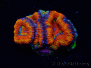 WYSIWYG Micromussa lordhowensis (ex Acanthastrea)