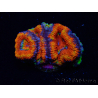 WYSIWYG Micromussa lordhowensis (ex Acanthastrea)