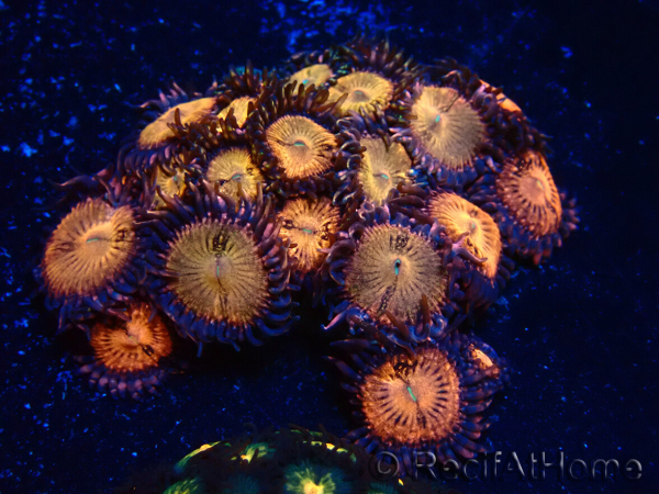 WYSIWYG - Zoanthus Maricultura Indo Acclimatato sotto led