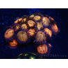 WYSIWYG - Zoanthus Indo Mariculture Acclimated under LED