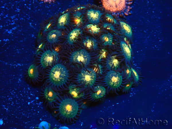 WYSIWYG - Zoanthus Mariculture Indo Acclimaté sous led