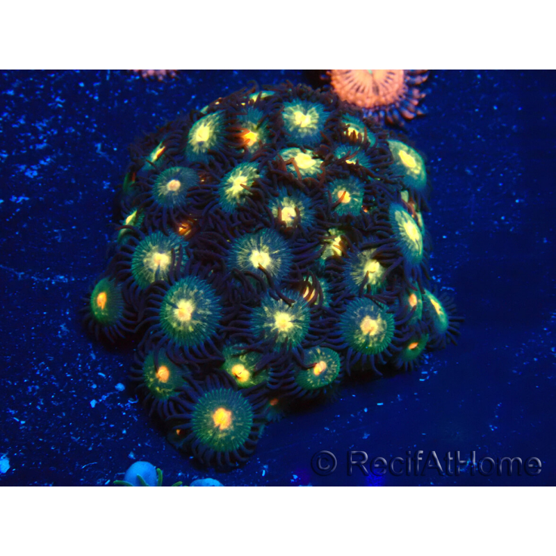WYSIWYG - Zoanthus 14A3 Mariculture Indo Acclimaté sous led