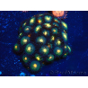 WYSIWYG - Zoanthus 14A3 Mariculture Indo Acclimaté sous led