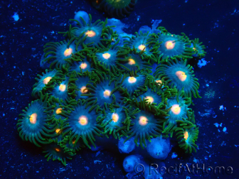 WYSIWYG - Zoanthus Maricultura Indo Aclimatado bajo LED