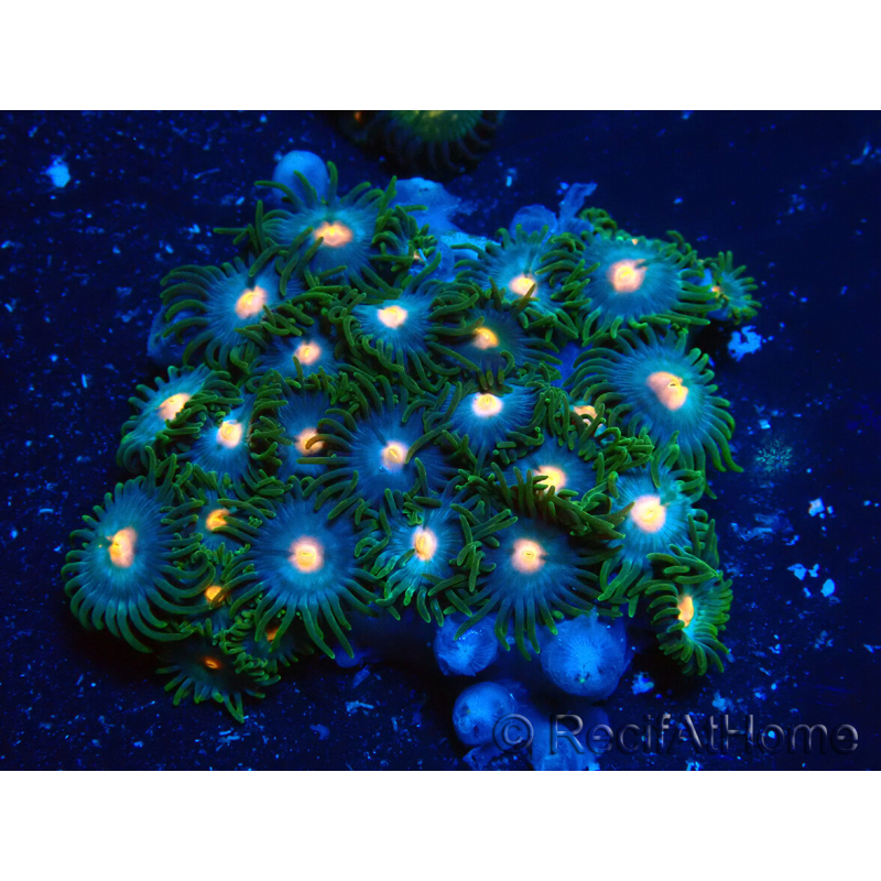 WYSIWYG - Zoanthus Mariculture Indo Acclimaté sous led
