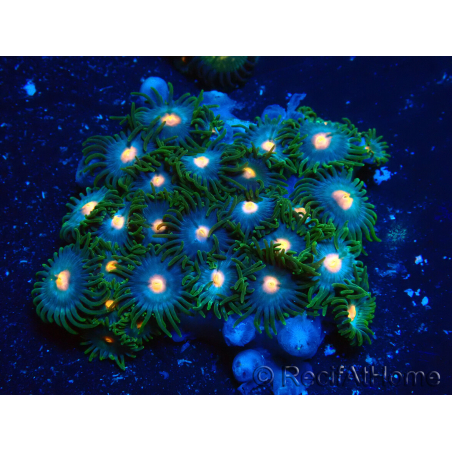 WYSIWYG - Zoanthus 14A4 Mariculture Indo Acclimaté sous led