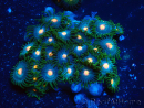 WYSIWYG - Zoanthus Mariculture Indo Acclimaté sous led
