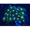 WYSIWYG - Zoanthus Maricoltura Indo Acclimatato sotto led
